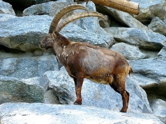zoo alpino Innsbruck