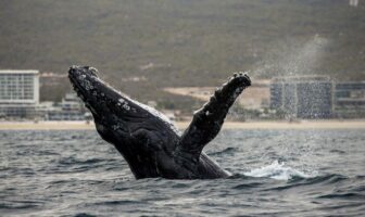 5 Consejos básicos que debes de saber para ver ballenas en Los Cabos, México
