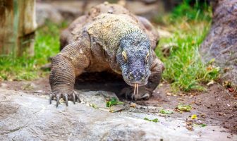 Datos interesantes sobre los dragones de Komodo