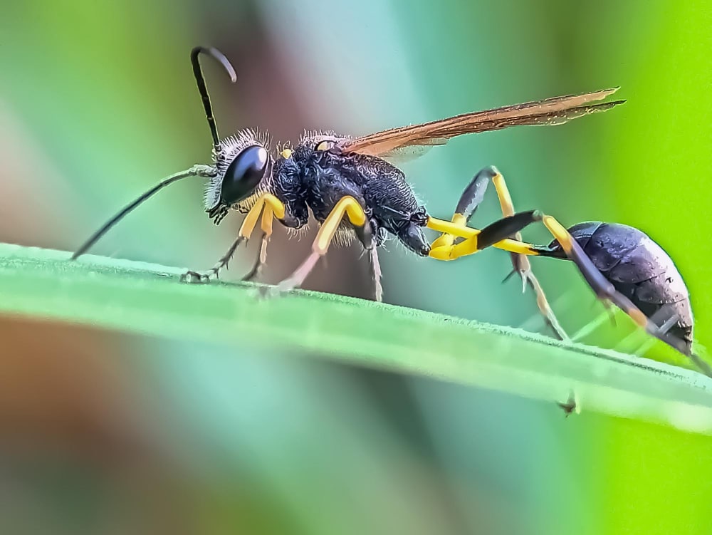 ¿Qué es un insecto en realidad?