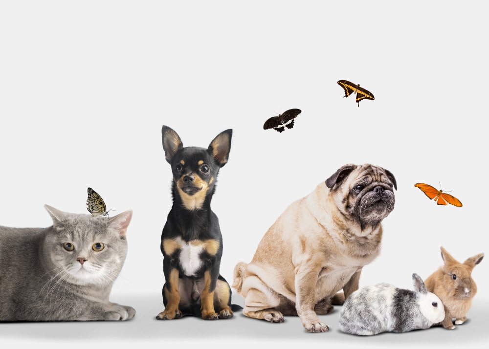 9 Preguntas curiosas sobre animales ¡No te imaginas las respuestas!