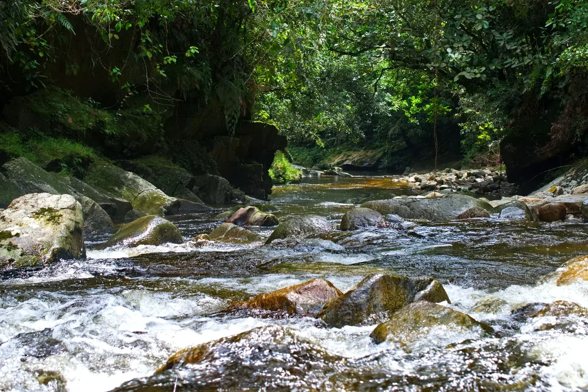 Río de montaña que corre entre rocas en la selva