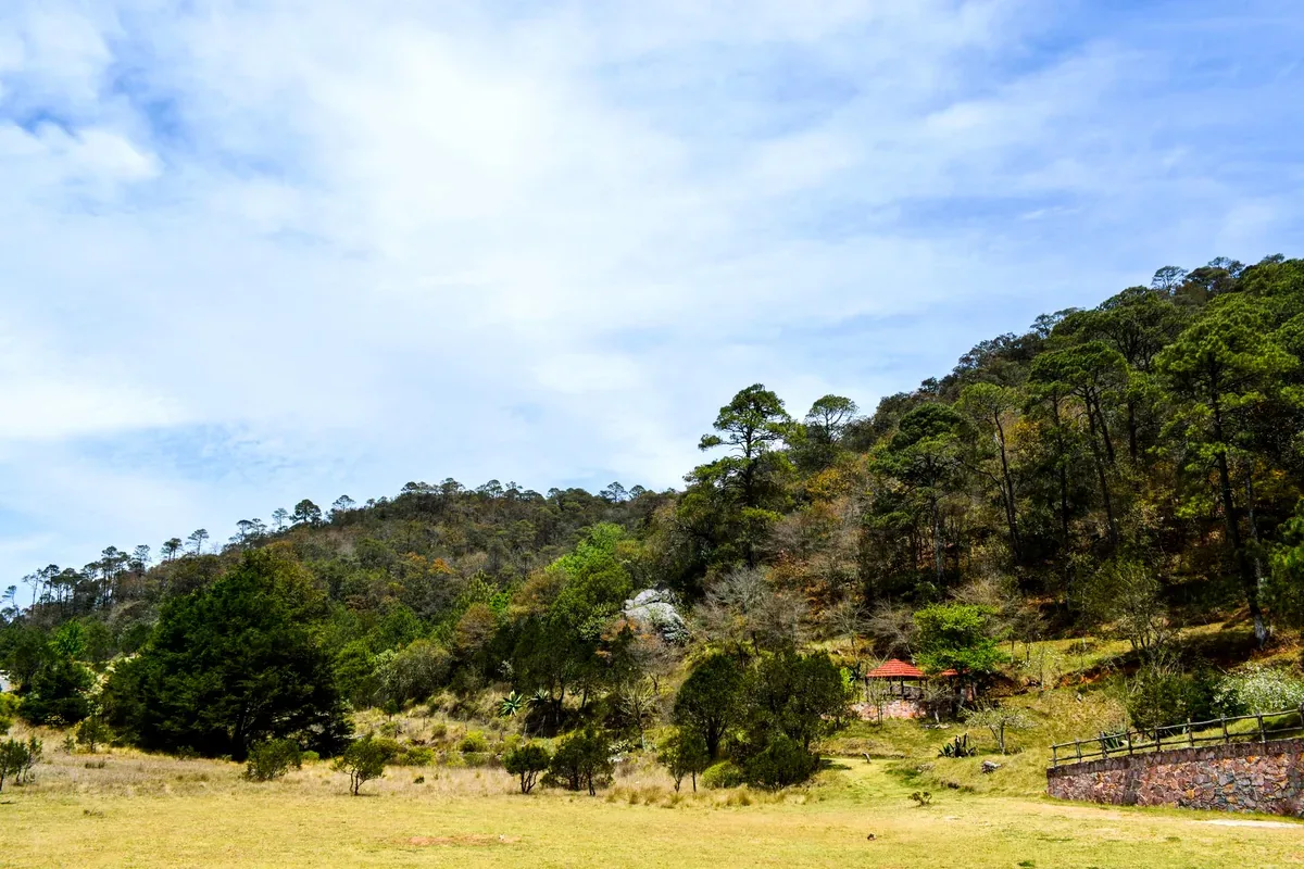 Colinas con pinos y un prado bajo un cielo nublado