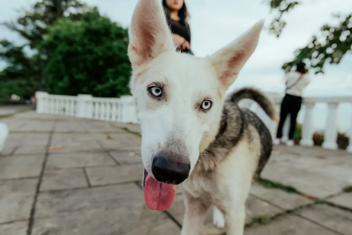 Perro husky de ojos azul claro en una terraza