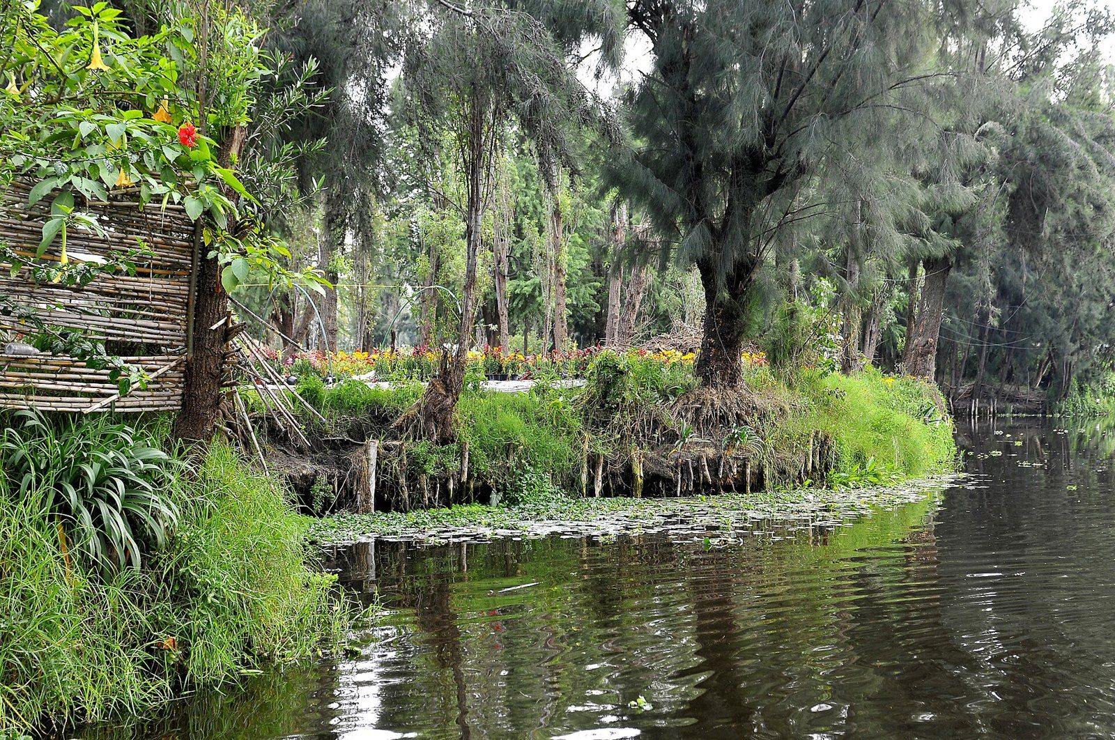 Canal de Xochimilco con una chinampa cubierta de vegetación, ahuejotes y agua tranquila que refleja los árboles