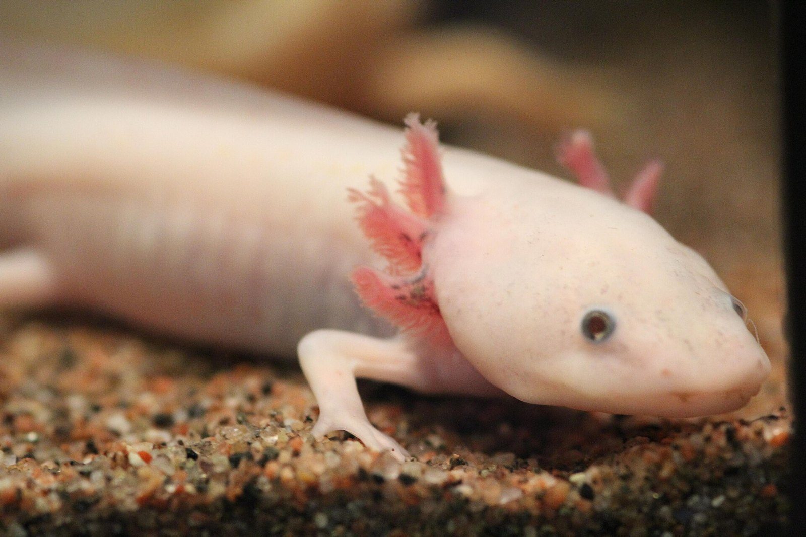 Ajolote rosa pálido con branquias rosadas y ojos oscuros, visto de cerca sobre la grava de un acuario