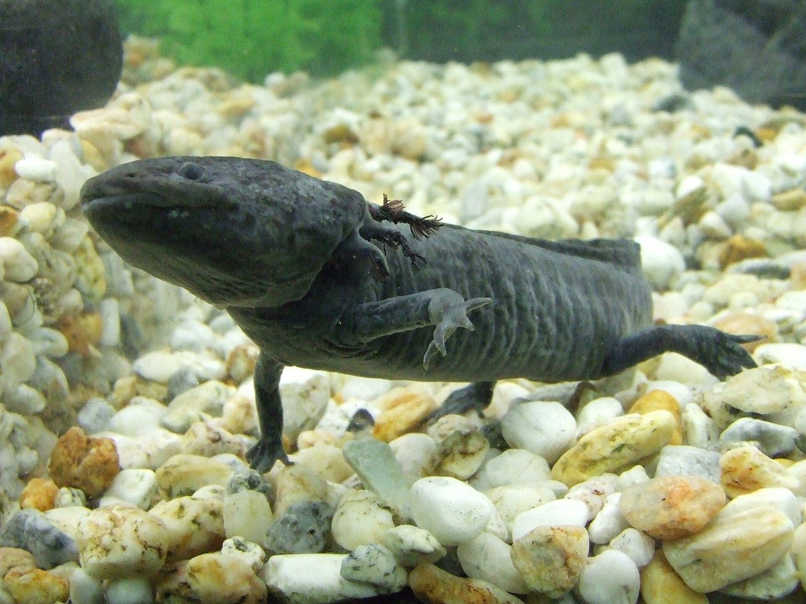 Ajolote de color oscuro con manchas, de perfil, sobre un fondo de piedras claras en un acuario, con branquias pequeñas junto a la cabeza