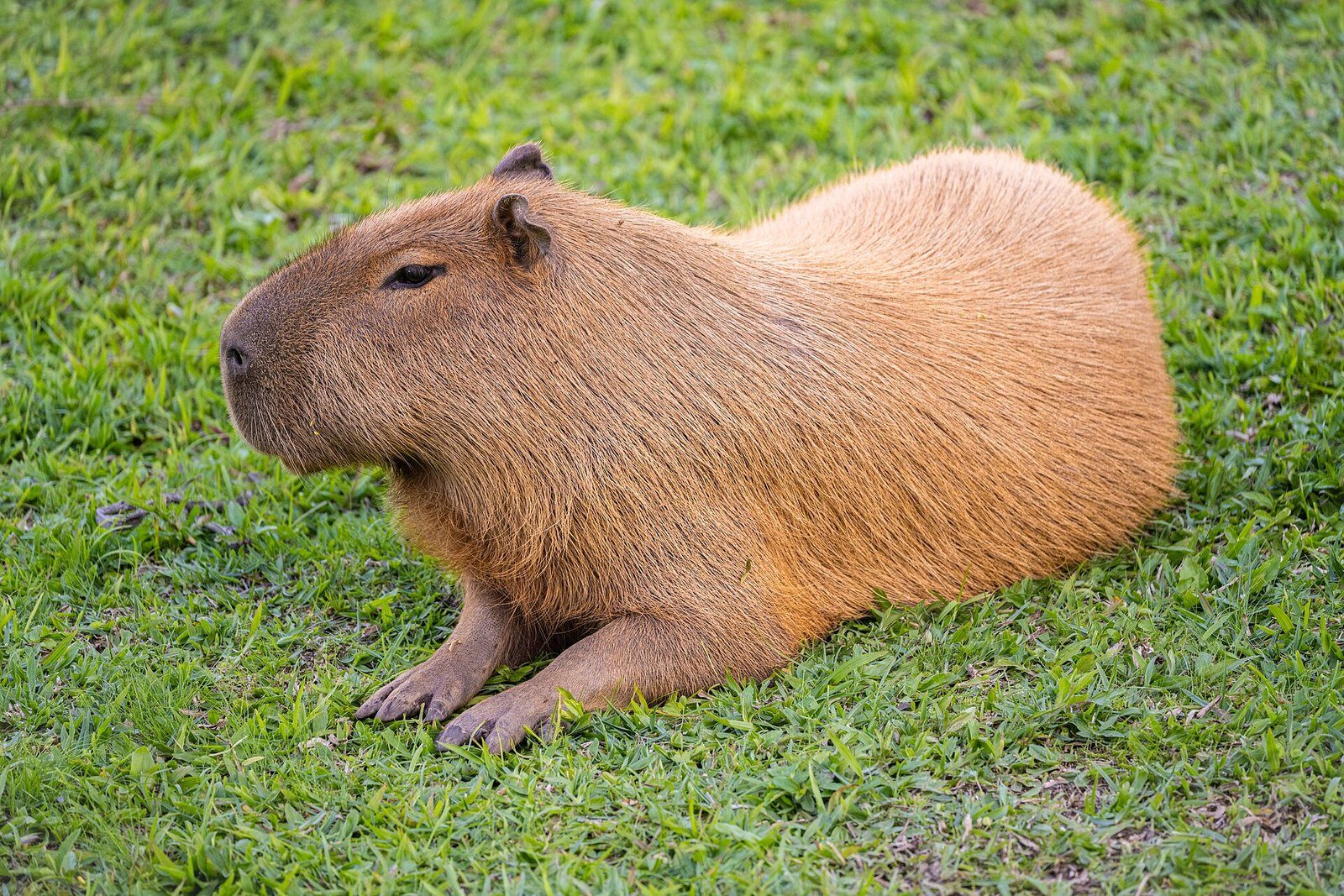 Capibara adulta echada sobre el pasto, vista de perfil