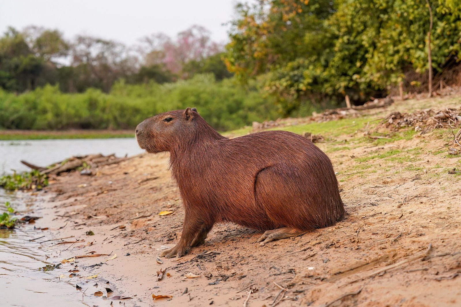 Capibara parada en la orilla de un río con vegetación detrás