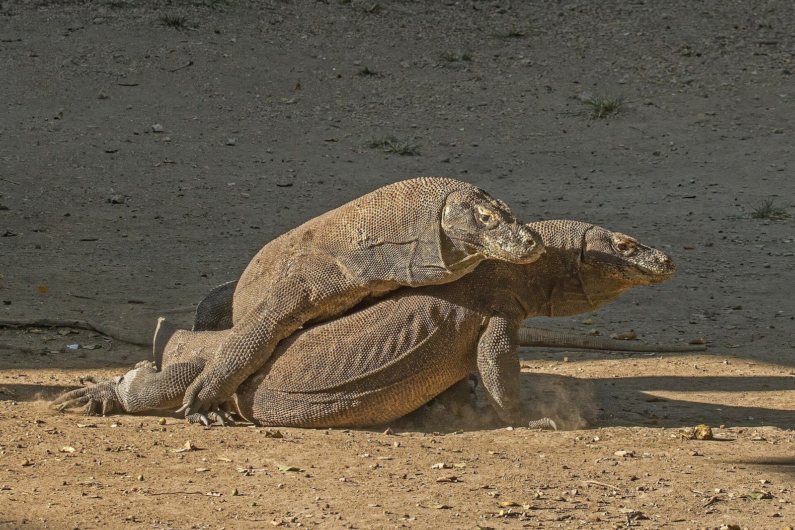 Dos dragones de Komodo erguidos sobre las patas traseras mientras pelean