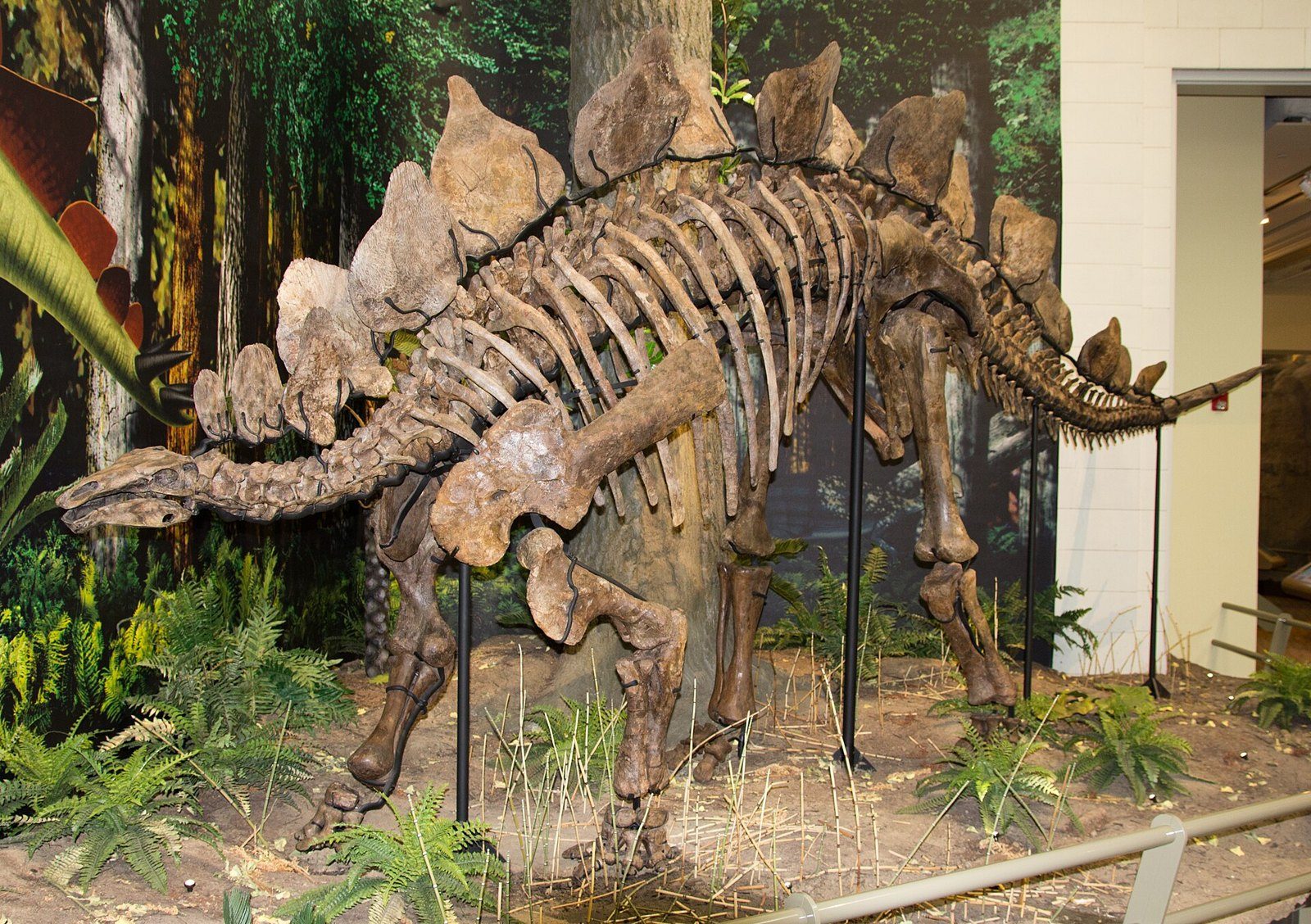 Esqueleto montado de Stegosaurus con las placas óseas sobre el lomo, frente a un fondo pintado de vegetación y helechos