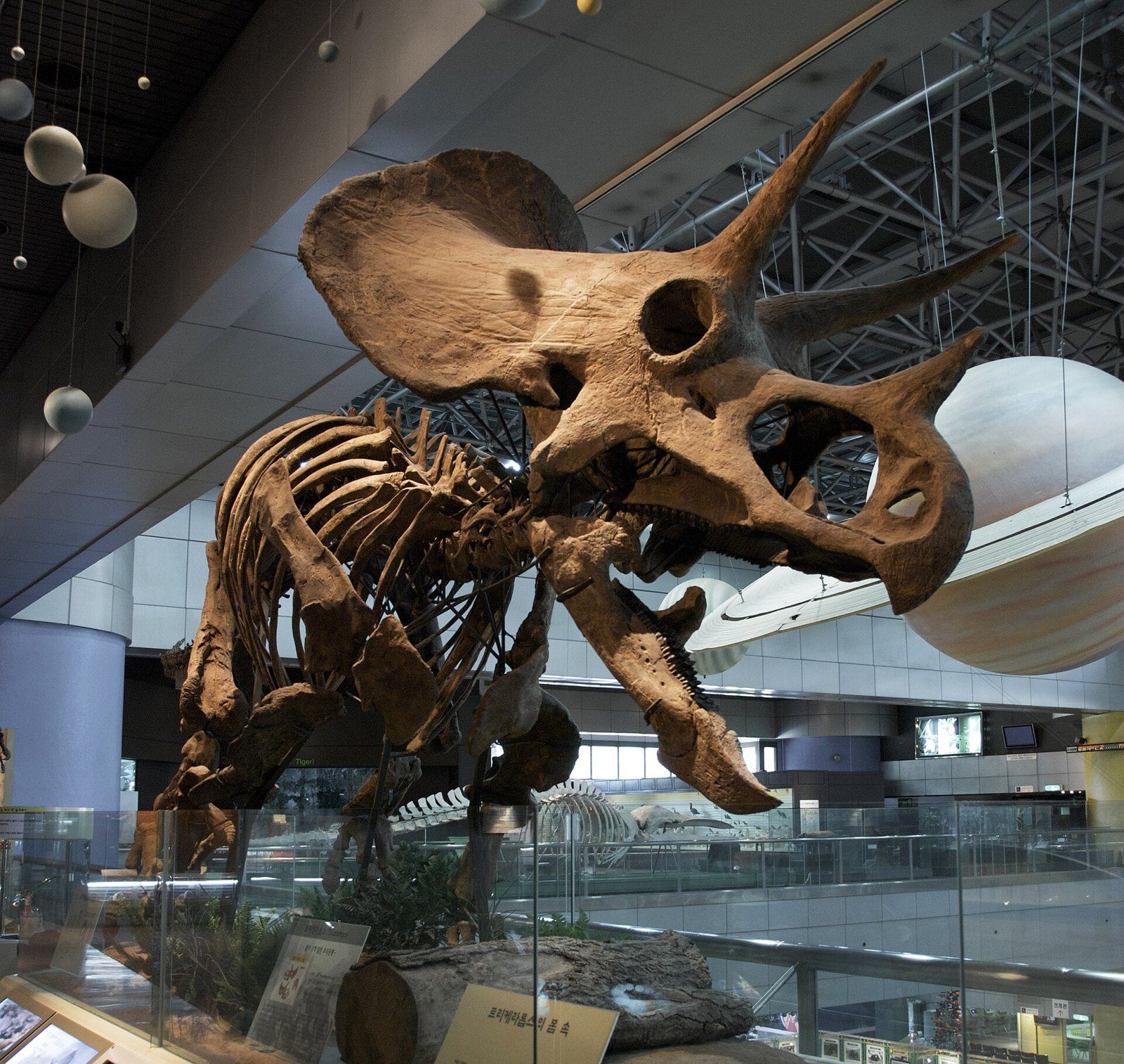 Esqueleto de Triceratops con el gran collar óseo y los tres cuernos, expuesto en un amplio vestíbulo de museo
